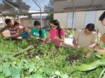 Puerto Rico Chapter Harvesting and Planting